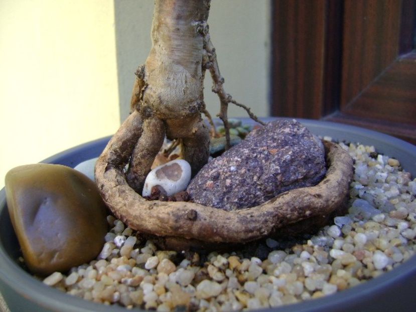Araucaria cunninghamii v. glauca, detaliu - Bonsai si prebonsai 2018-2020