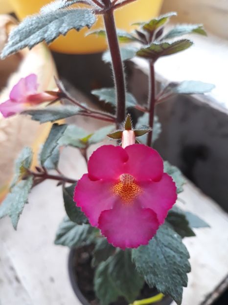 2019 - 0001 2022 - Chancey Marie xA