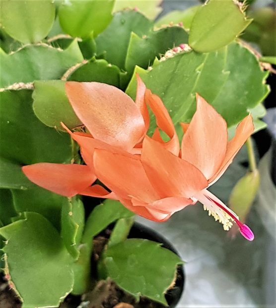  - x Alte plante cu flori