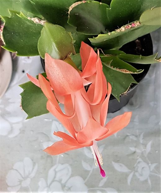  - x Alte plante cu flori