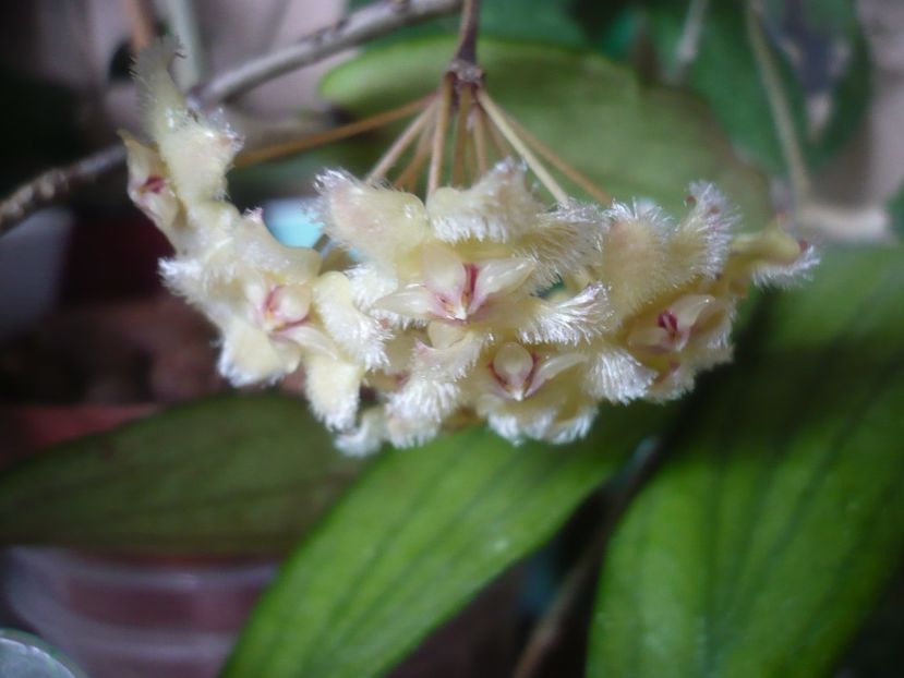 11.06.2019 - HOYA 2019