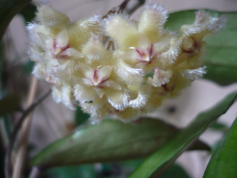 P1410791 - HOYA 2019