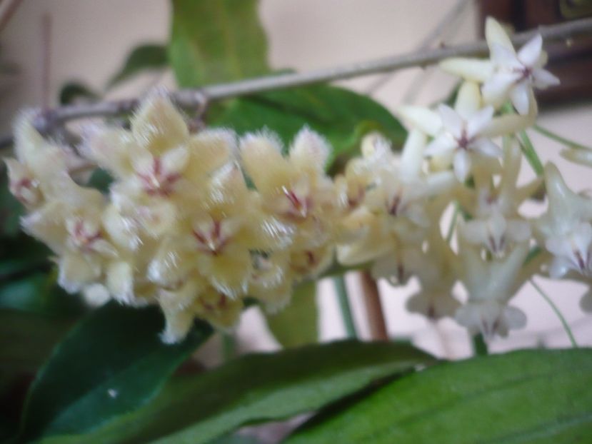 P1410792 - HOYA 2019