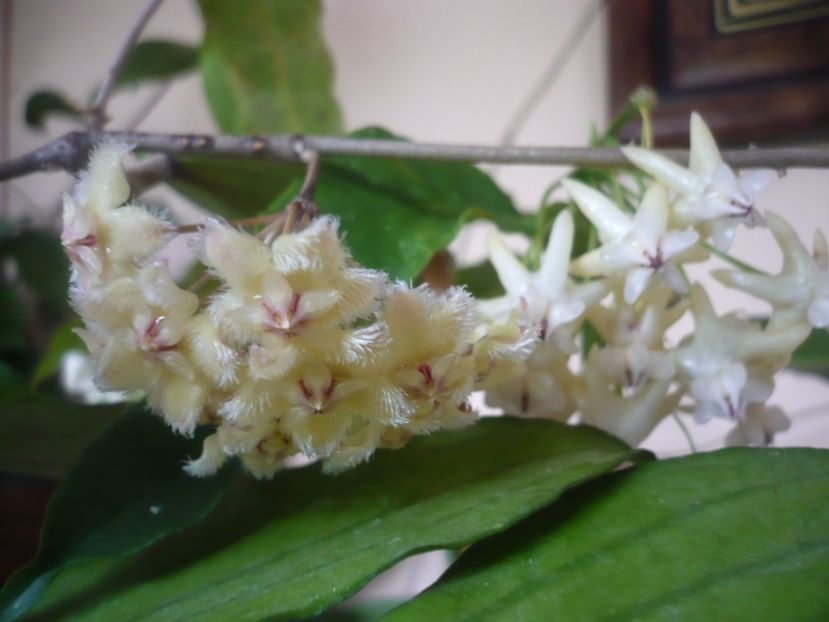 P1410794 - HOYA 2019