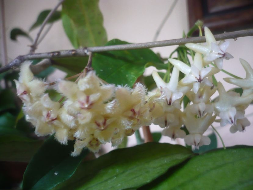 P1410793 - HOYA 2019