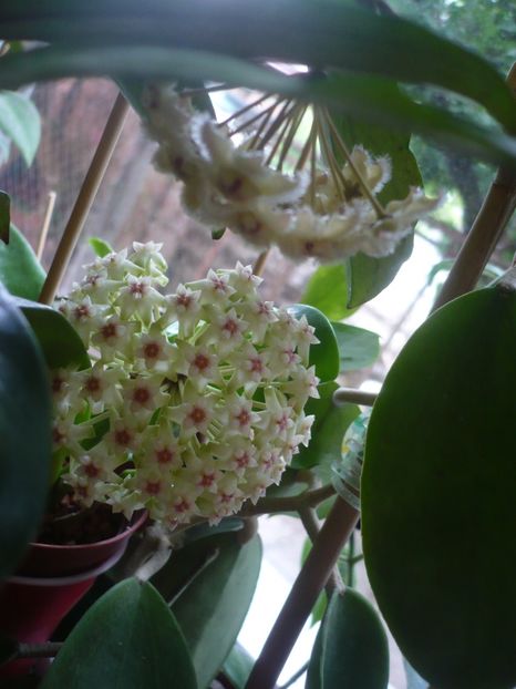 P1410796 - HOYA 2019