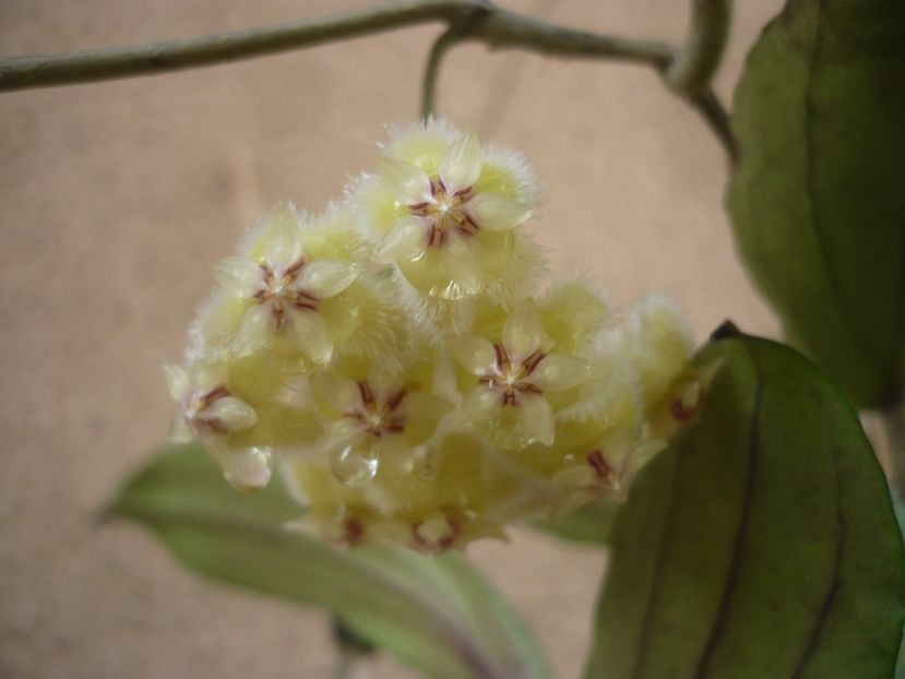 P1410798 - HOYA 2019