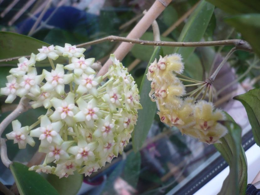 P1410801 - HOYA 2019