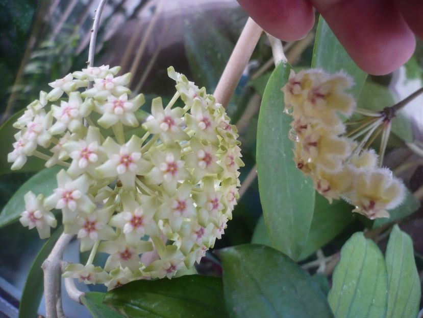 P1410803 - HOYA 2019