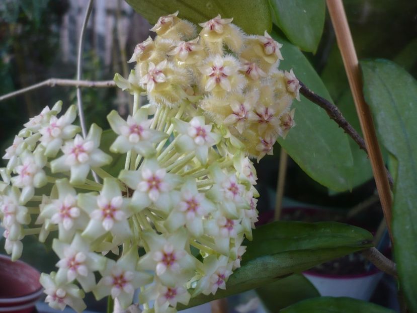 P1410804 - HOYA 2019