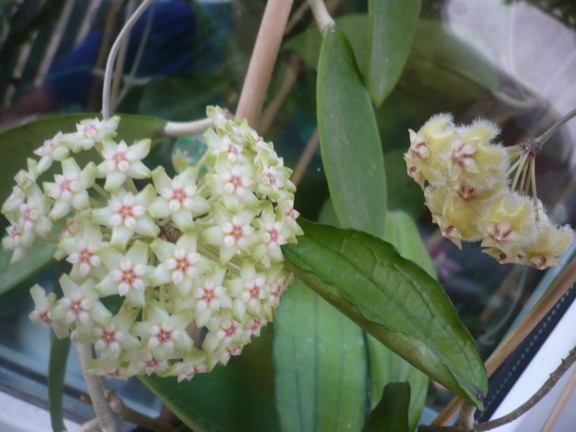 P1410810 - HOYA 2019