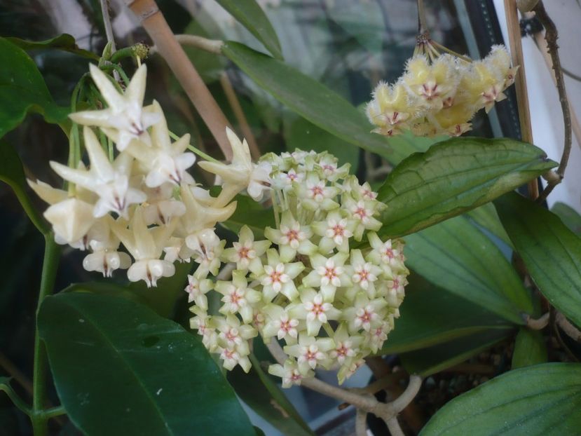 P1410812 - HOYA 2019