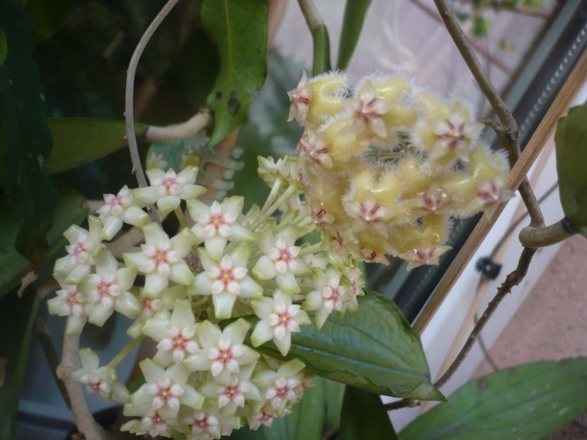 P1410813 - HOYA 2019