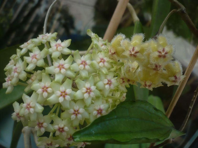 P1410814 - HOYA 2019