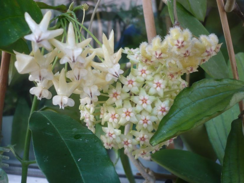 P1410816 - HOYA 2019