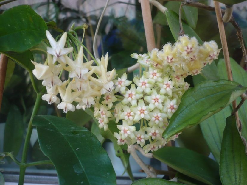 P1410817 - HOYA 2019