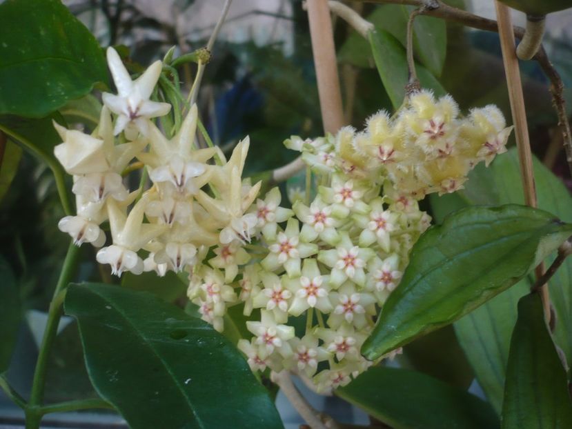 P1410818 - HOYA 2019