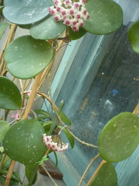 P1410828 - HOYA 2019