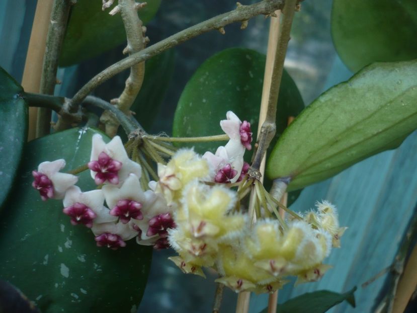 P1410829 - HOYA 2019