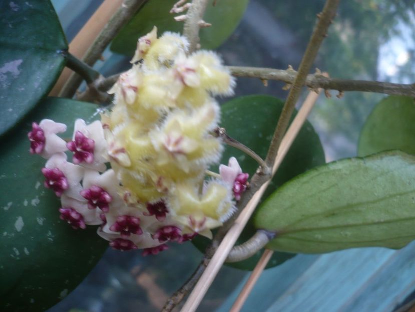 P1410831 - HOYA 2019