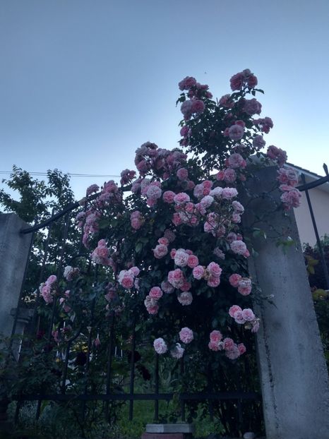 Pirouette - Trandafiri 2019