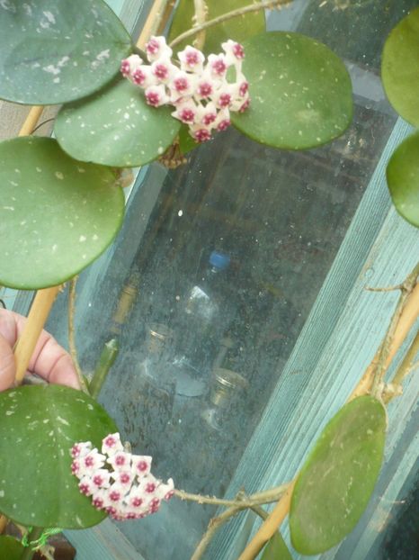 P1410833 - HOYA 2019