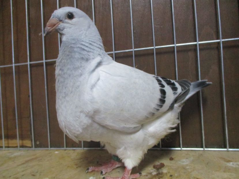 10227--19 - Tineret 2019