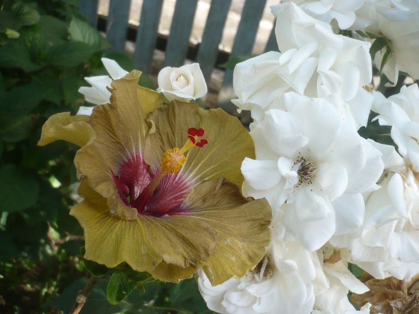 11.06.2019 - HIBISCUSI 2019-1