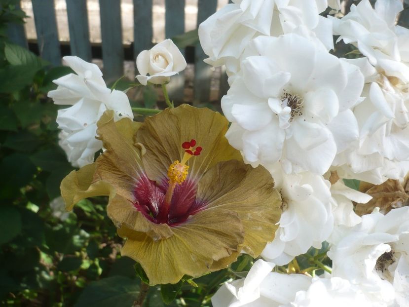 P1410820 - HIBISCUSI 2019-1