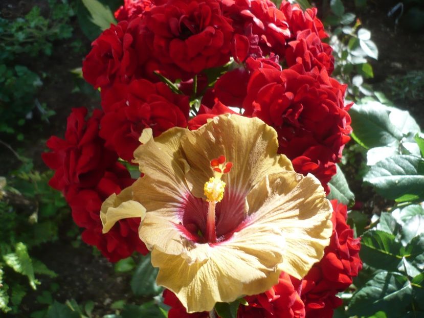 P1410821 - HIBISCUSI 2019-1