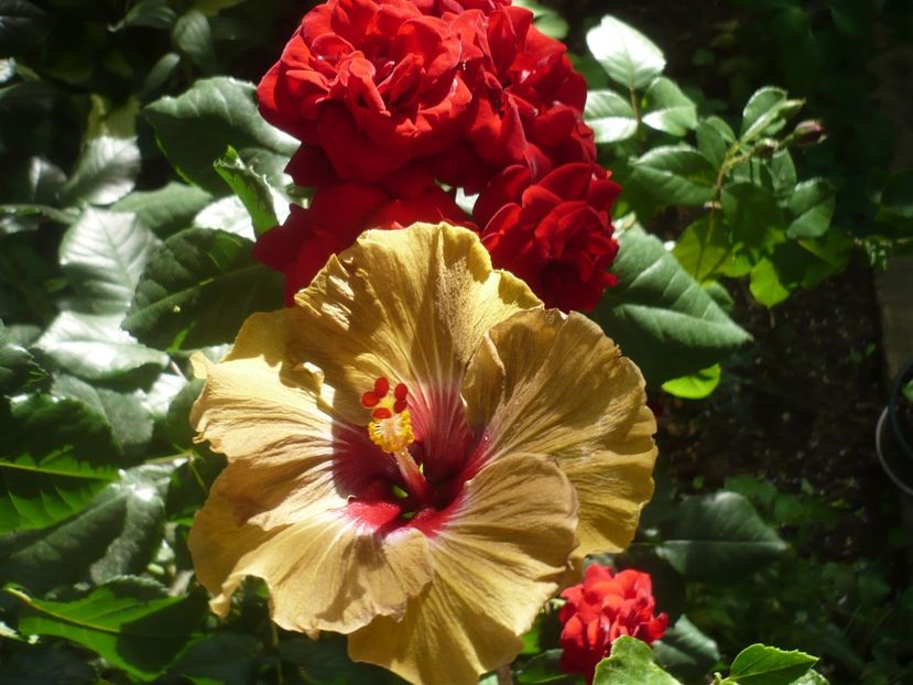 P1410822 - HIBISCUSI 2019-1
