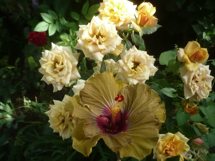 P1410823 - HIBISCUSI 2019-1