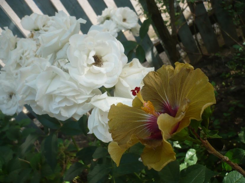 P1410825 - HIBISCUSI 2019-1