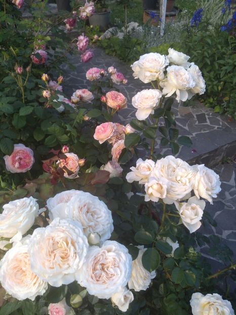 Marton Aron - Trandafiri 2019