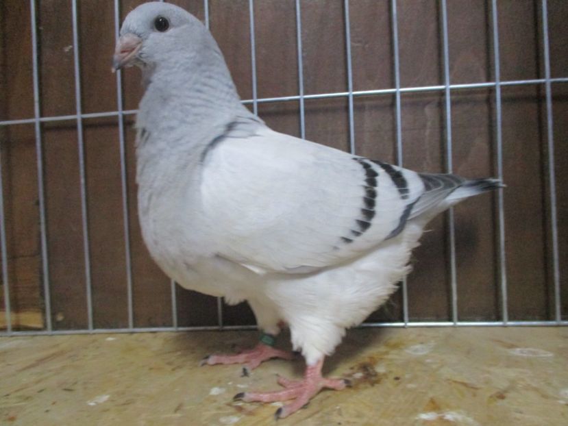 10228-19 - Tineret 2019