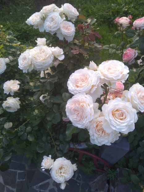 Marton Aron - Trandafiri 2019