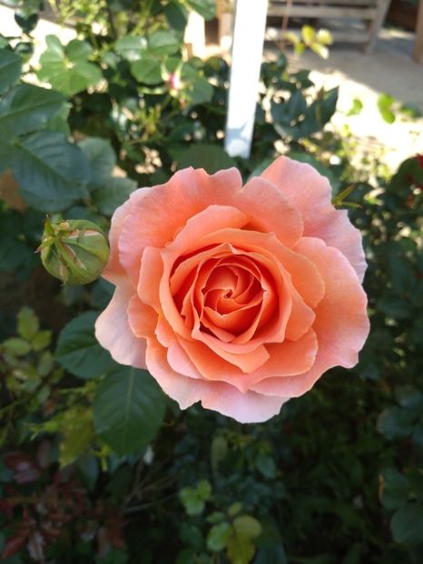 Polka - Trandafiri 2019