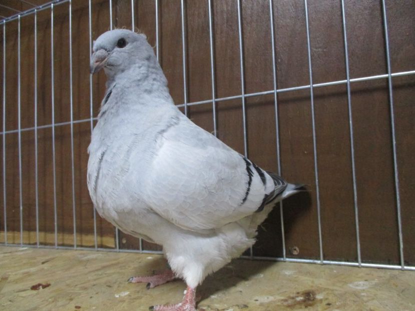 10229-19 - Tineret 2019