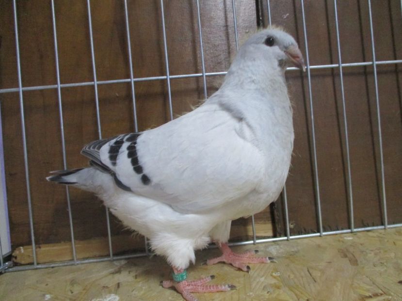 10230-19 - Tineret 2019