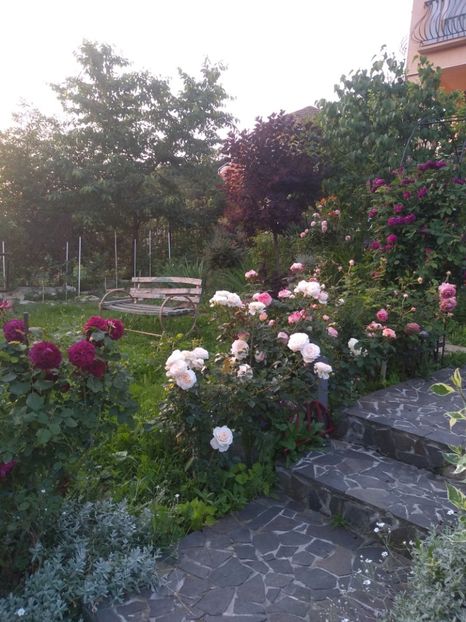  - Gradina iunie 2019