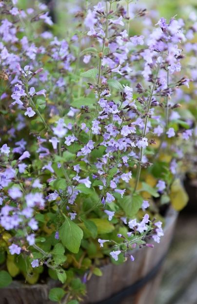 Nepeta cataria blue- 15 lei - De vanzare Plante ornamentale si aromatice perene la ghiveci