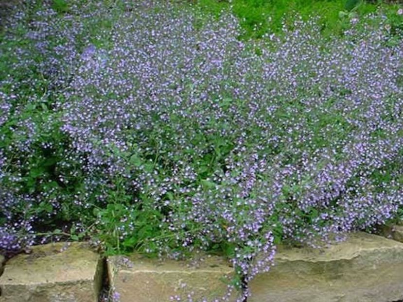 Nepeta cataria blue- 15 lei - De vanzare Plante ornamentale si aromatice perene la ghiveci