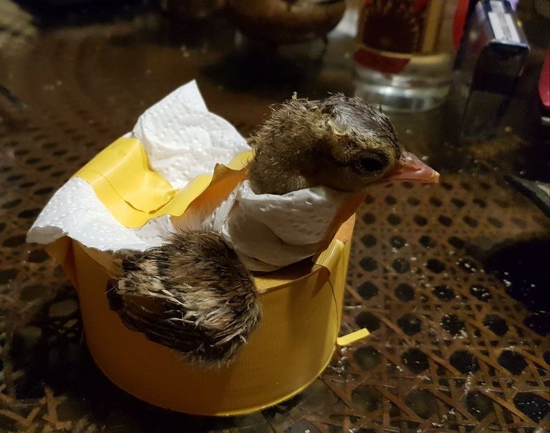 indreptare pui care nusi tine capul - pui 2019