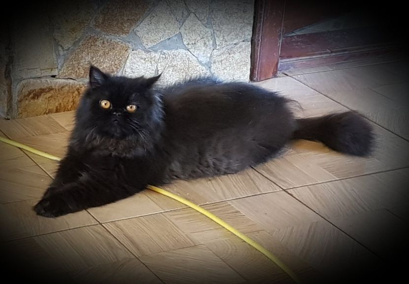  - PISICI PERSANE