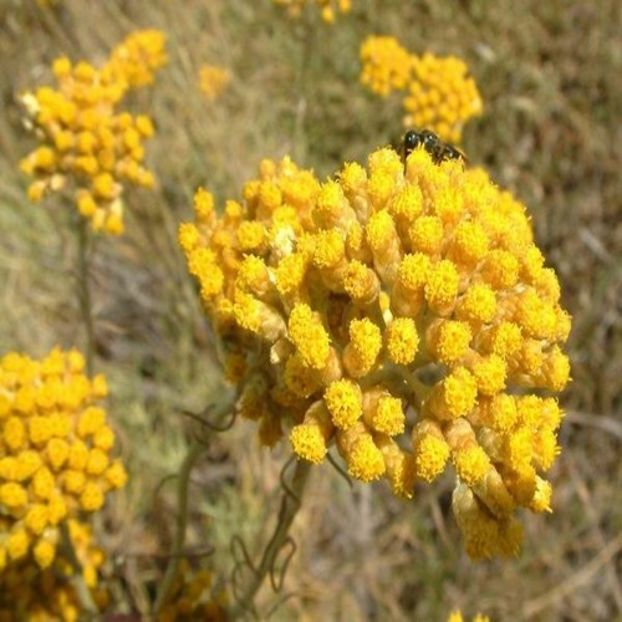 Imortela-Helichrysum italicum - 24 lei - De vanzare Plante ornamentale si aromatice perene la ghiveci