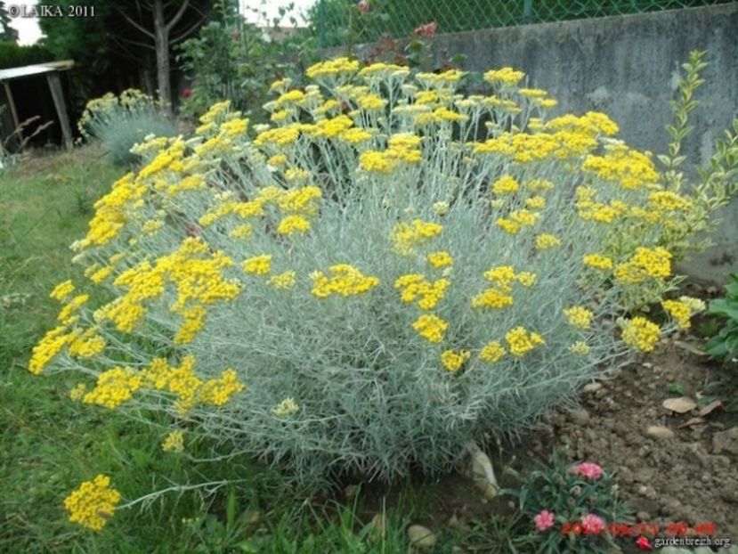 Imortela-helichrysum-italicum - De vanzare Plante ornamentale si aromatice perene la ghiveci