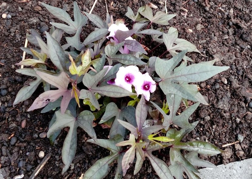 Ipomoea batatas Blackie - 24 lei - De vanzare Plante ornamentale si aromatice perene la ghiveci