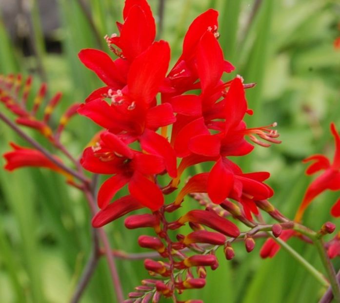 Crocosmia Lucifer - 10 lei - De vanzare Plante ornamentale si aromatice perene la ghiveci