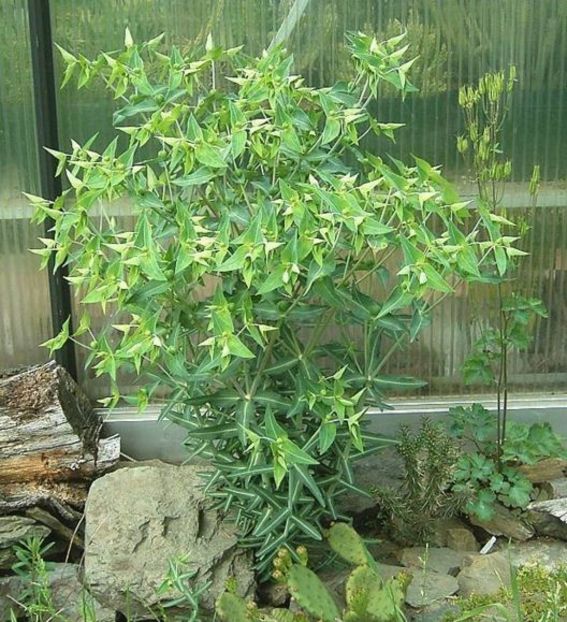 Euphorbia Lathyris-Planta Anticartita- 15 lei - De vanzare Plante ornamentale si aromatice perene la ghiveci