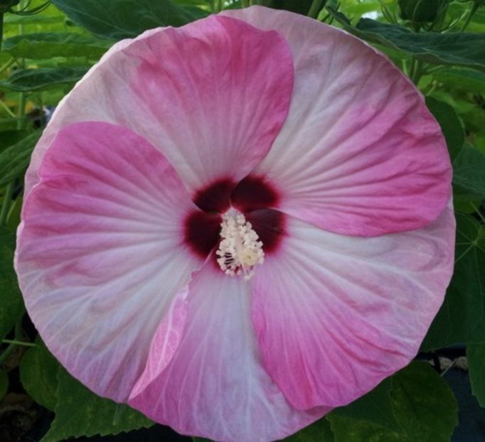 Hibiscus Moscheutos Luna Pink Swirl- 18 lei - De vanzare Plante ornamentale si aromatice perene la ghiveci